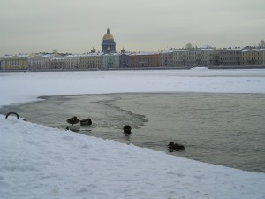 Ducks enjoy a swim with a view on ice